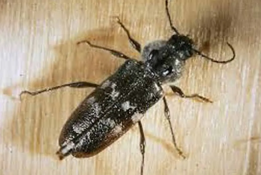 capricorne adulte - Best termites