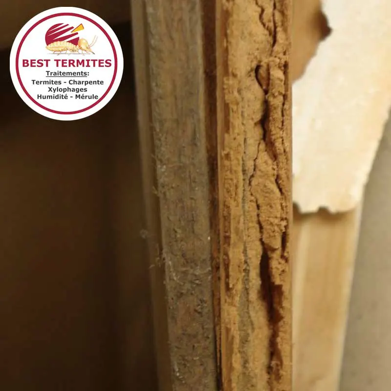 Attaque des montants de portes par les termites souterrains à Casteljaloux (Lot-et-Garonne)