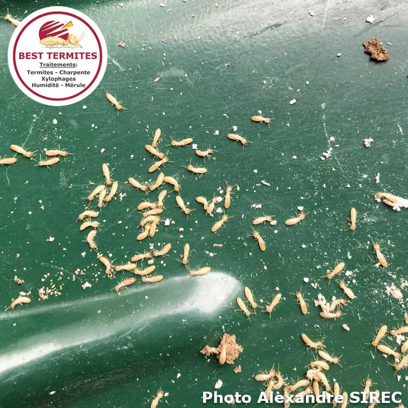 Éradication d'une colonie de termites souterrains à Agen (47000), département du LOT-ET-GARONNE