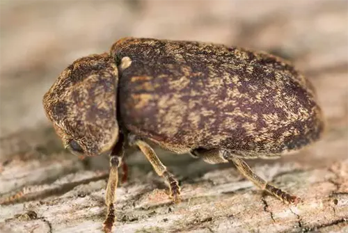 Traitement insectes larves xylophages