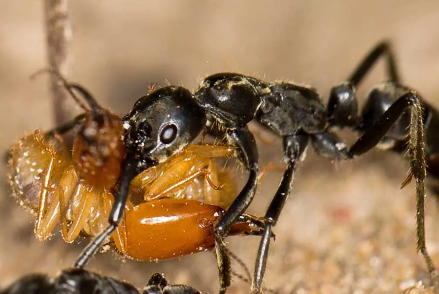 les termites et les fourmis de véritables adversaires