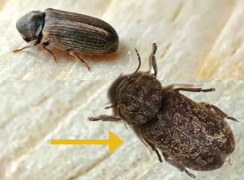 comparaison visuelle avec la petite vrillette. - Best termites