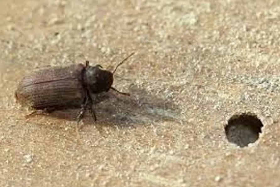 Petites vrillettes insectes à larves xylophages