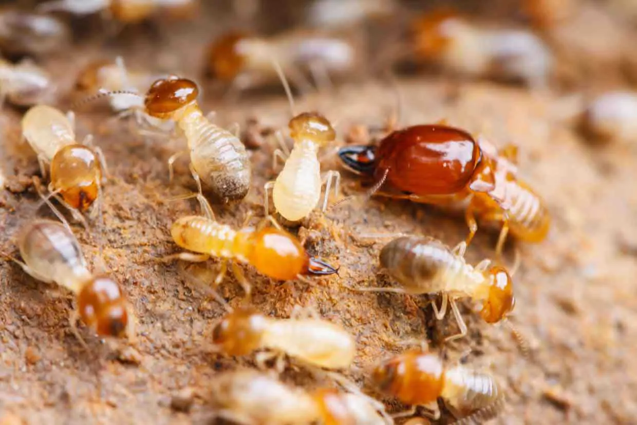 Lutte curative anti-termites