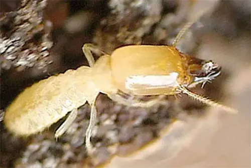 Traitement du bois contre les champignons et les insectes parasites.