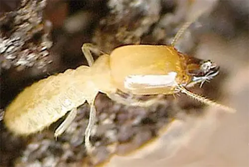 Termites insecte xylophage