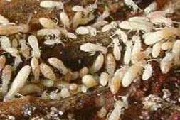 Traitement termites Agen, Marmande, Touneins, Aiguillon, Estillac, Nérac, Casteljaloux...