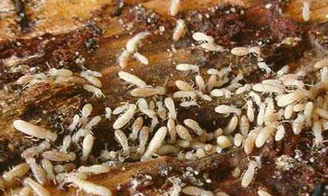 Traitement termites Auch