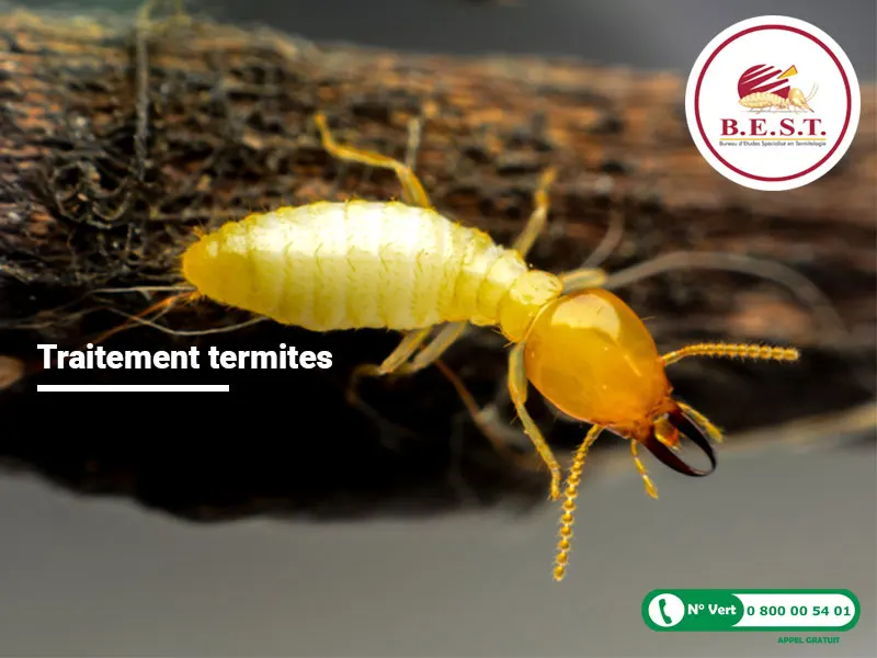 Infestation de termites dans la ville de Layrac dans le Lot et Garonne, chantier effectué par l’entreprise Best