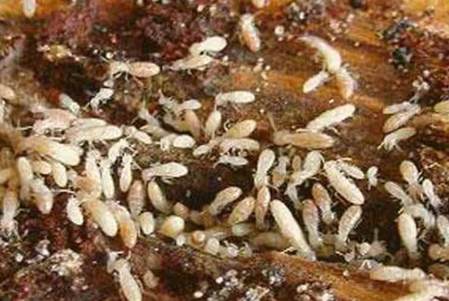 Traitement termites curatif xylophages