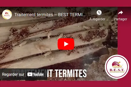traitement préventifs et curatifs anti-termites à AGEN
