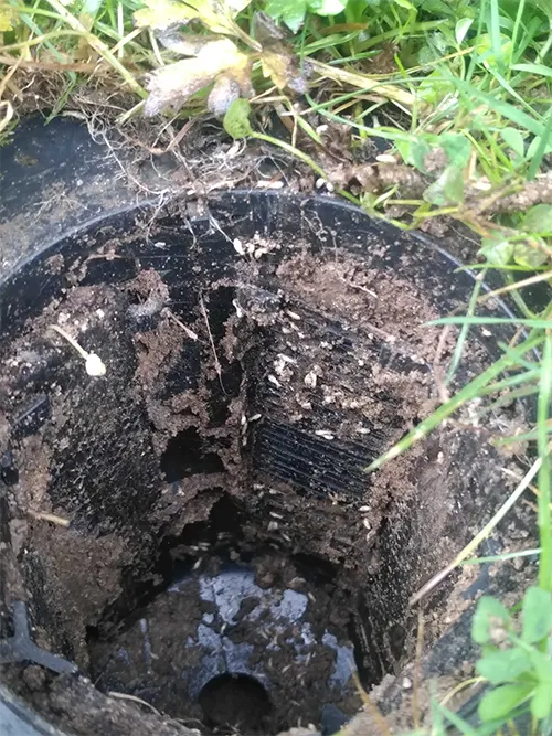 les termites souterrains traités par pièges appâts